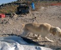 Λέσβος: Στις 7-11-2013 η δίκη του κτηνοτρόφου για τα δύο βαρελόσκυλα
